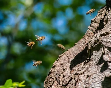 How Saving Honeybees Might Negatively Affect Wild Bee Species